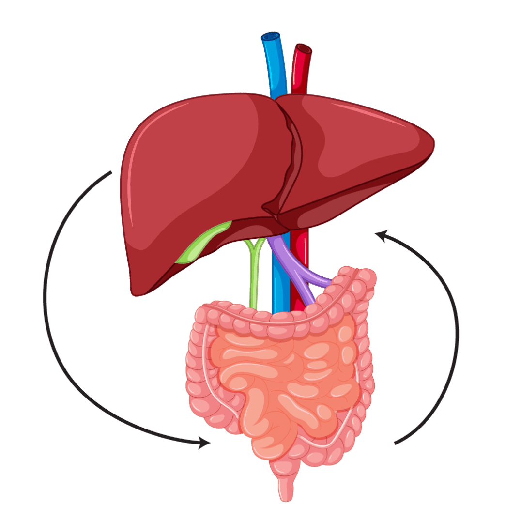 gut–liver axis
